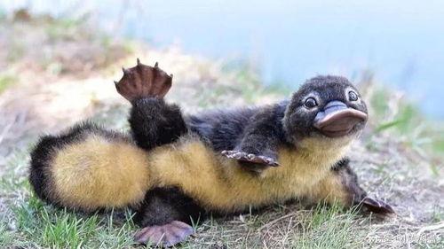 娱乐吃瓜酱鸭嘴兽,娱乐吃瓜酱的趣味揭秘之旅